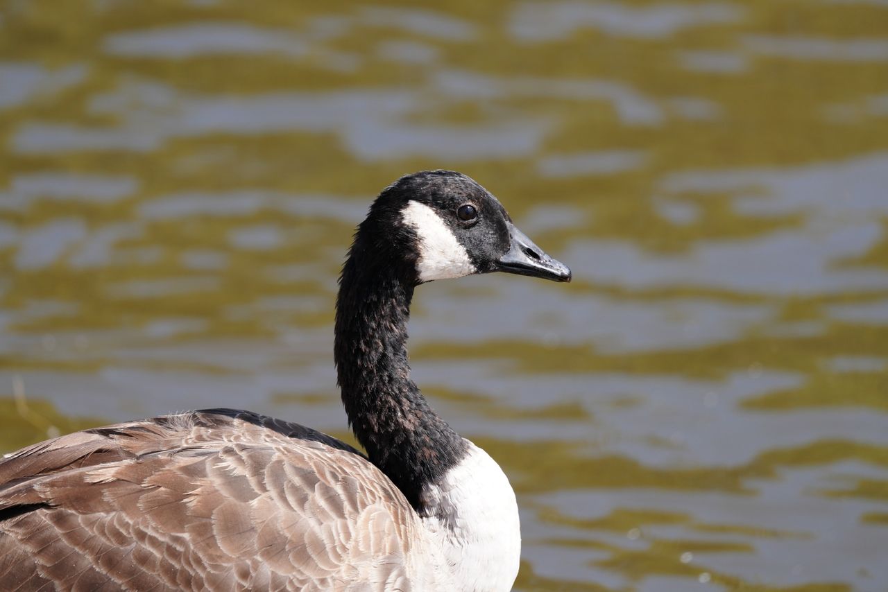 Sony FE 600mm f/6.3 GM OSS sample image
