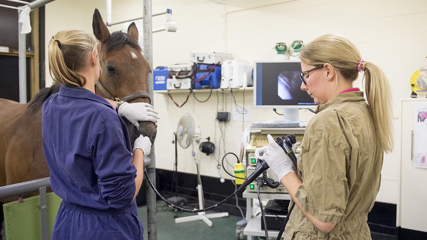 Vet scoping (endoscopy) of horse to examine its airway.