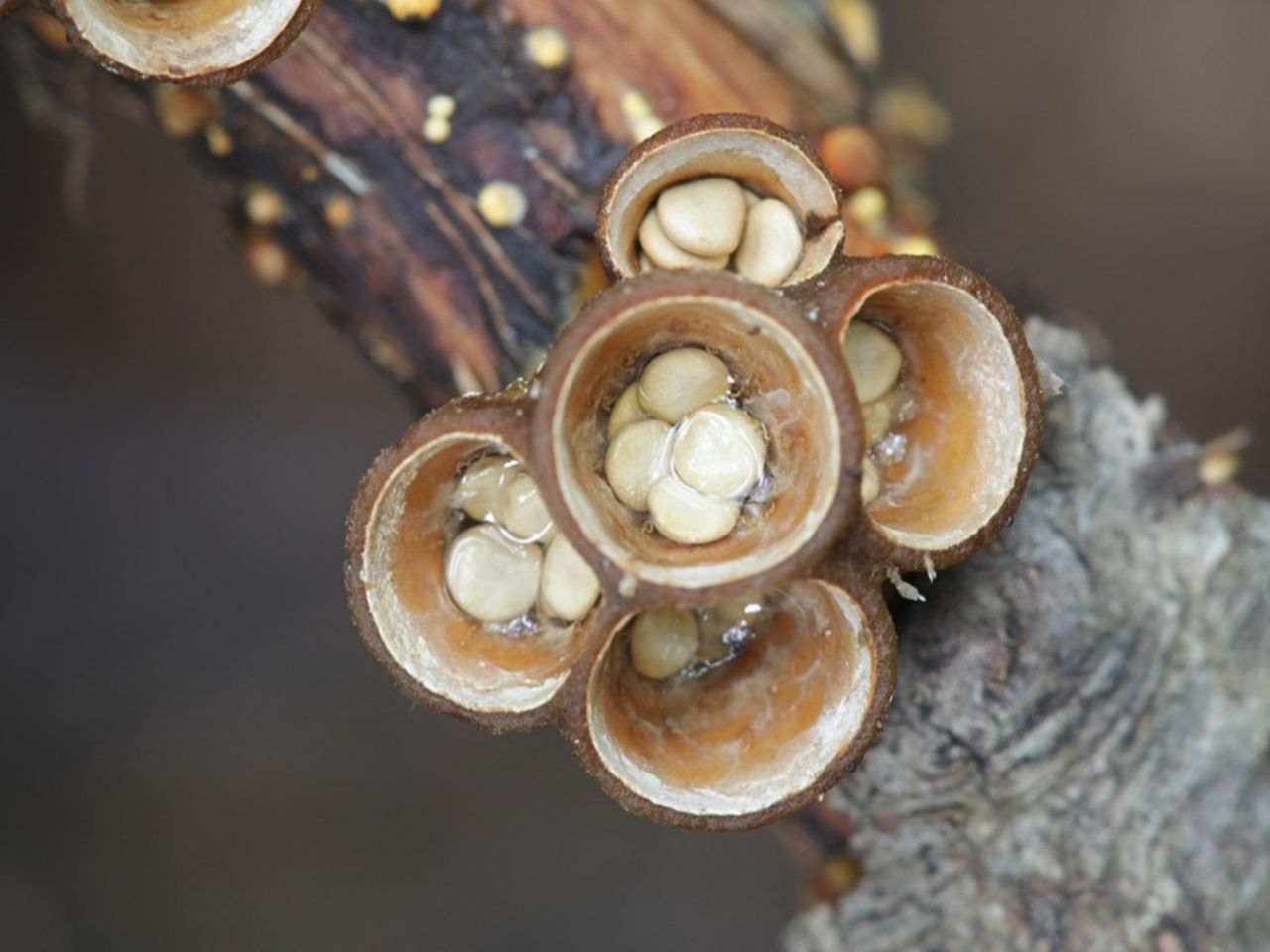 Small Circular Bird&amp;#39;s Nest Fungus