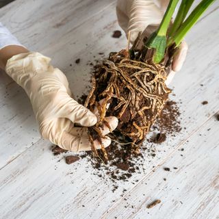 checking roots of a potted orchid before repotting