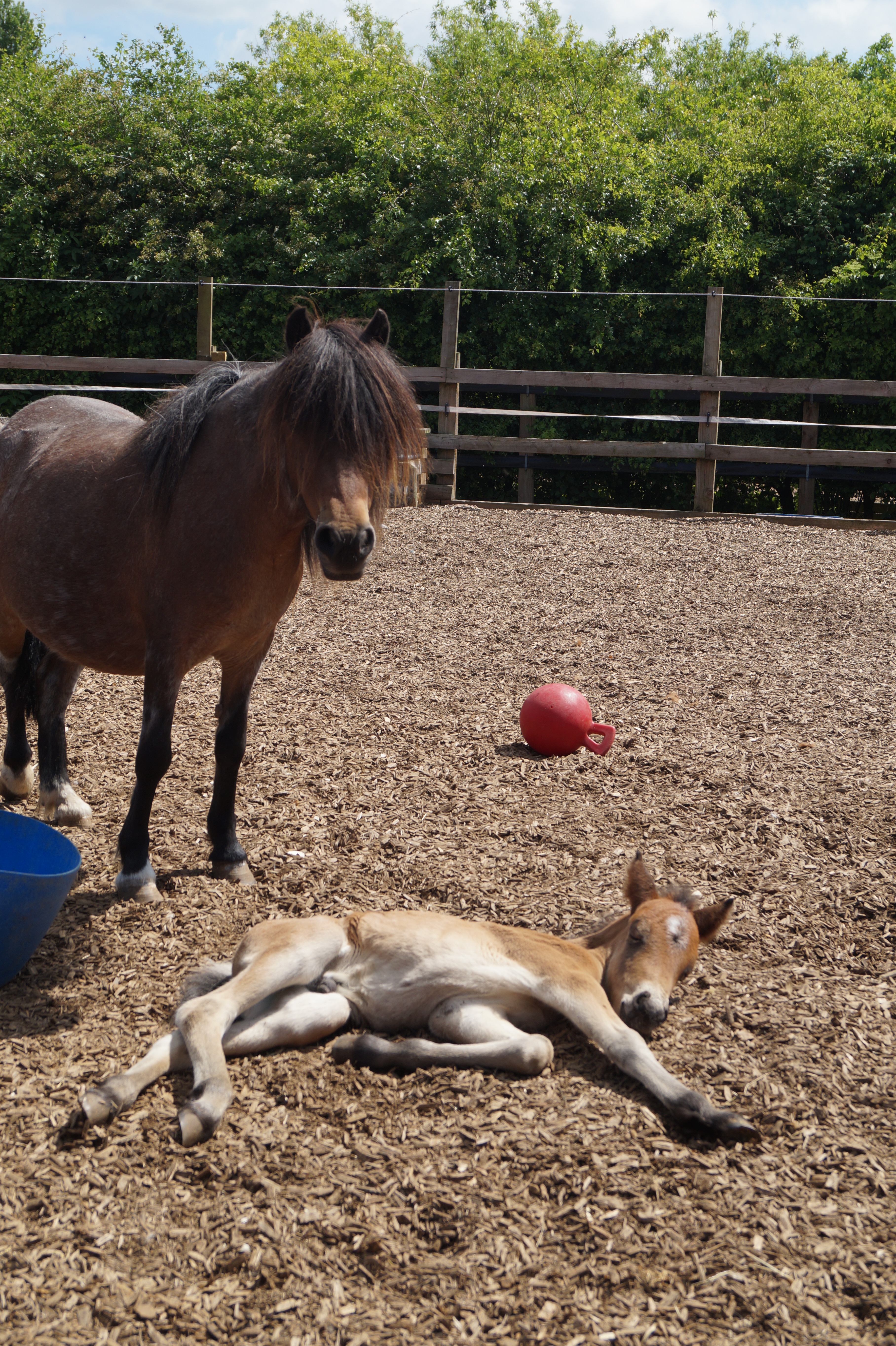 redwingshorsesanctuary_44132784892.jpg