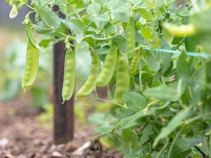 Peapods growing on a vine