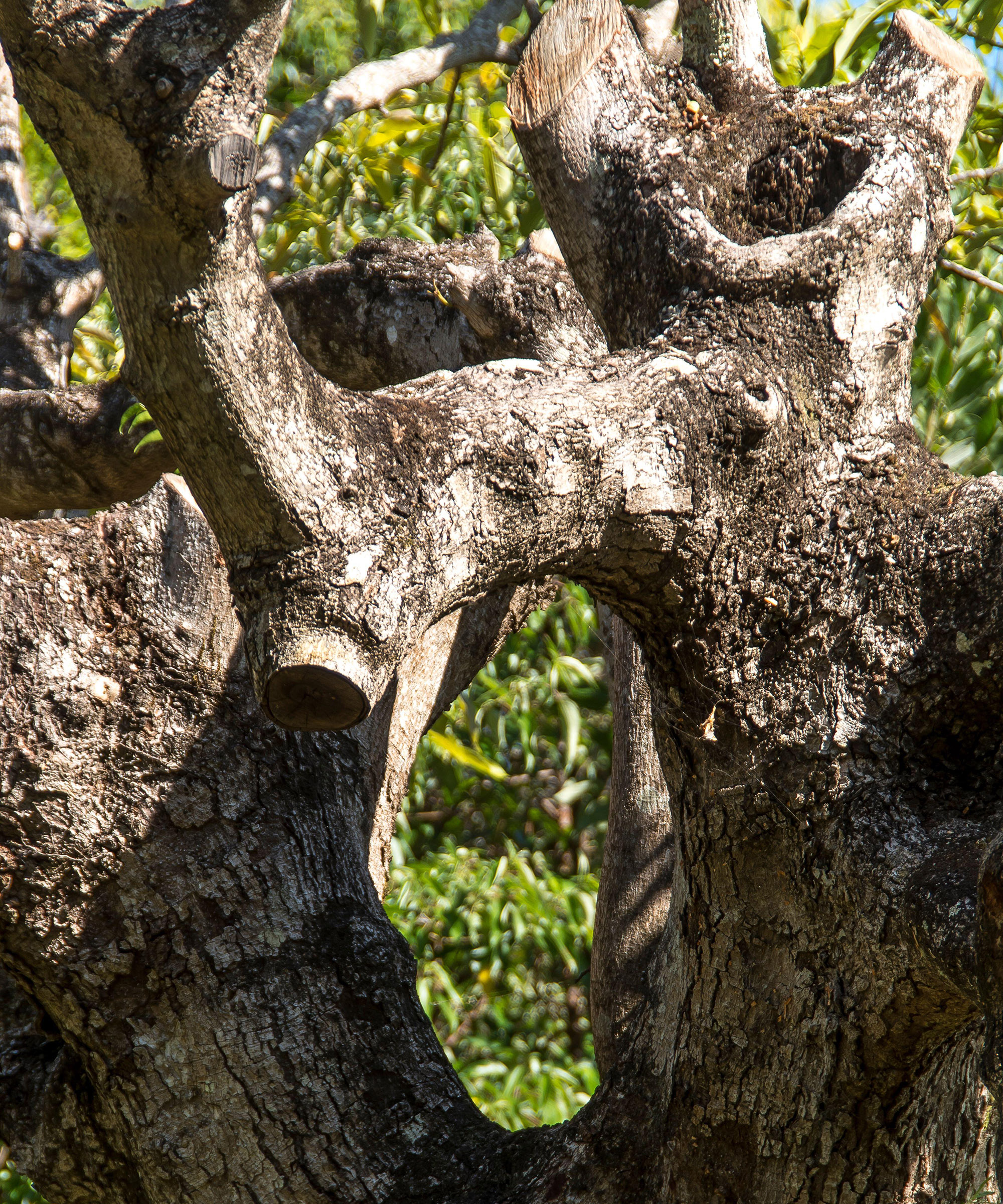 Old Hass avocado tree