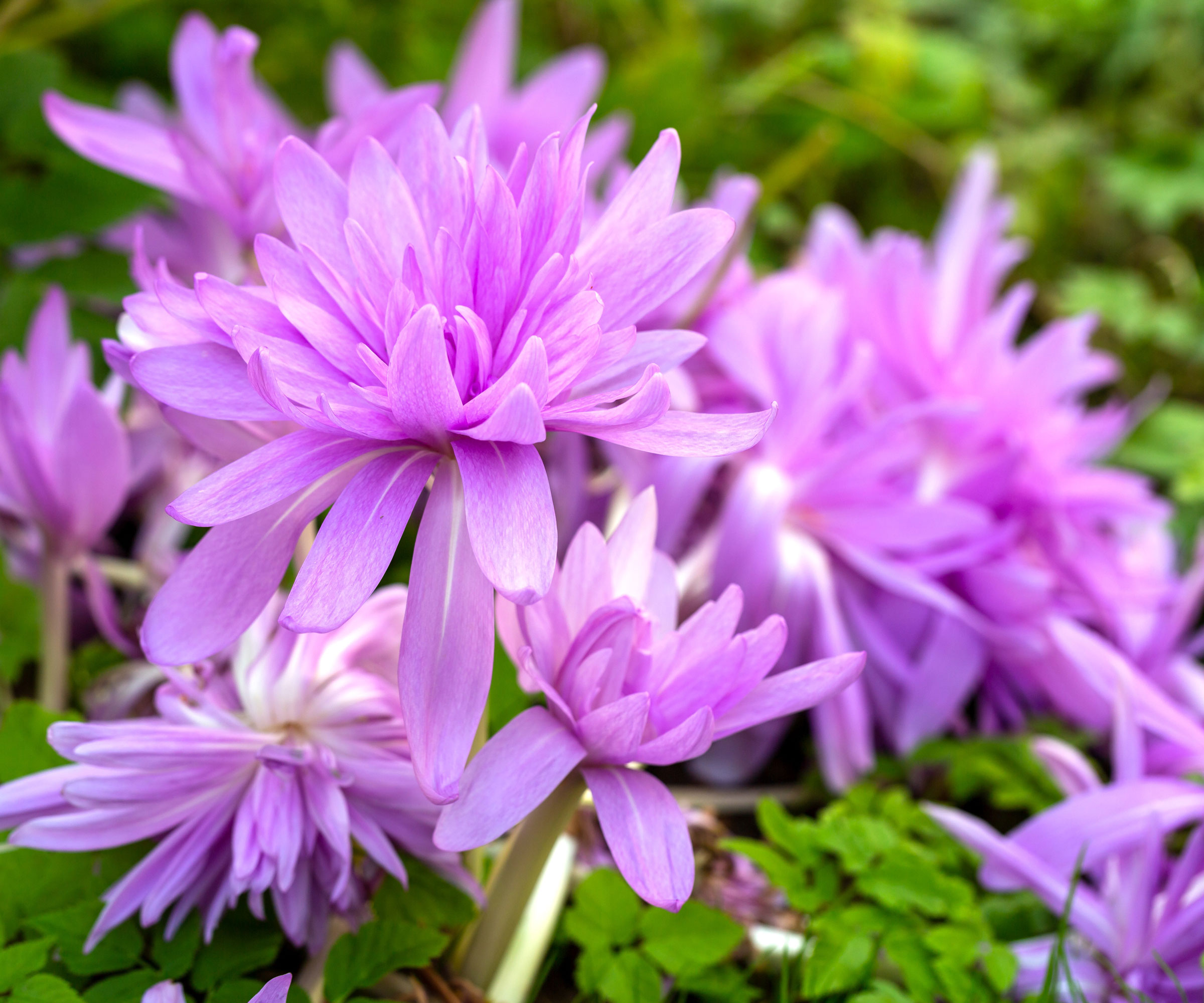 colchicum with purple flowers