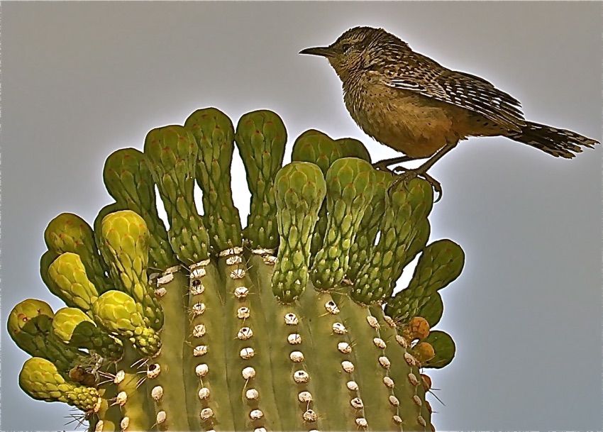 Behold The Cactus Wren Amazing Photos Of The Desert Dwelling Birds