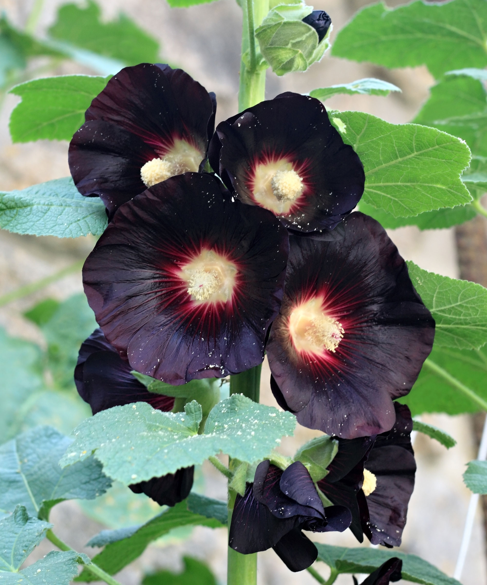 hollyhock Nigra showing black flowers