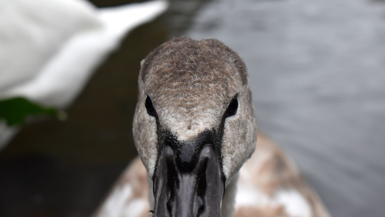 Nikon D3500 review
