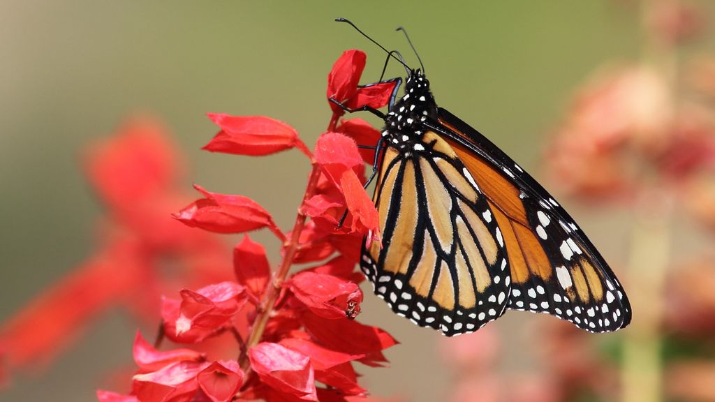 32 unusual poisonous animals | Live Science