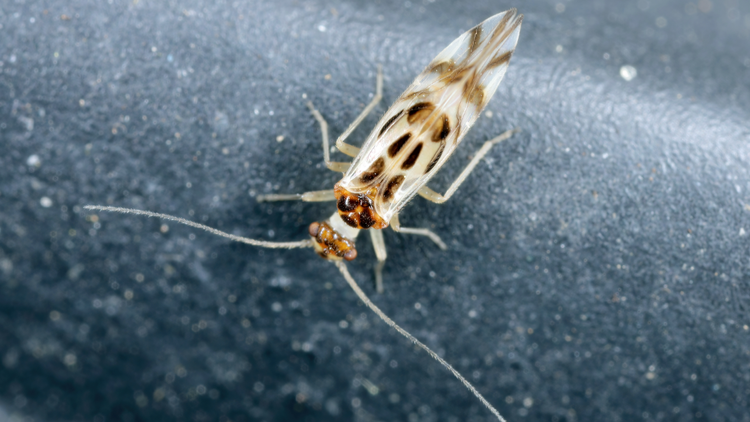 Bookflies Insect How to get rid of booklice, according to pest control experts ...
