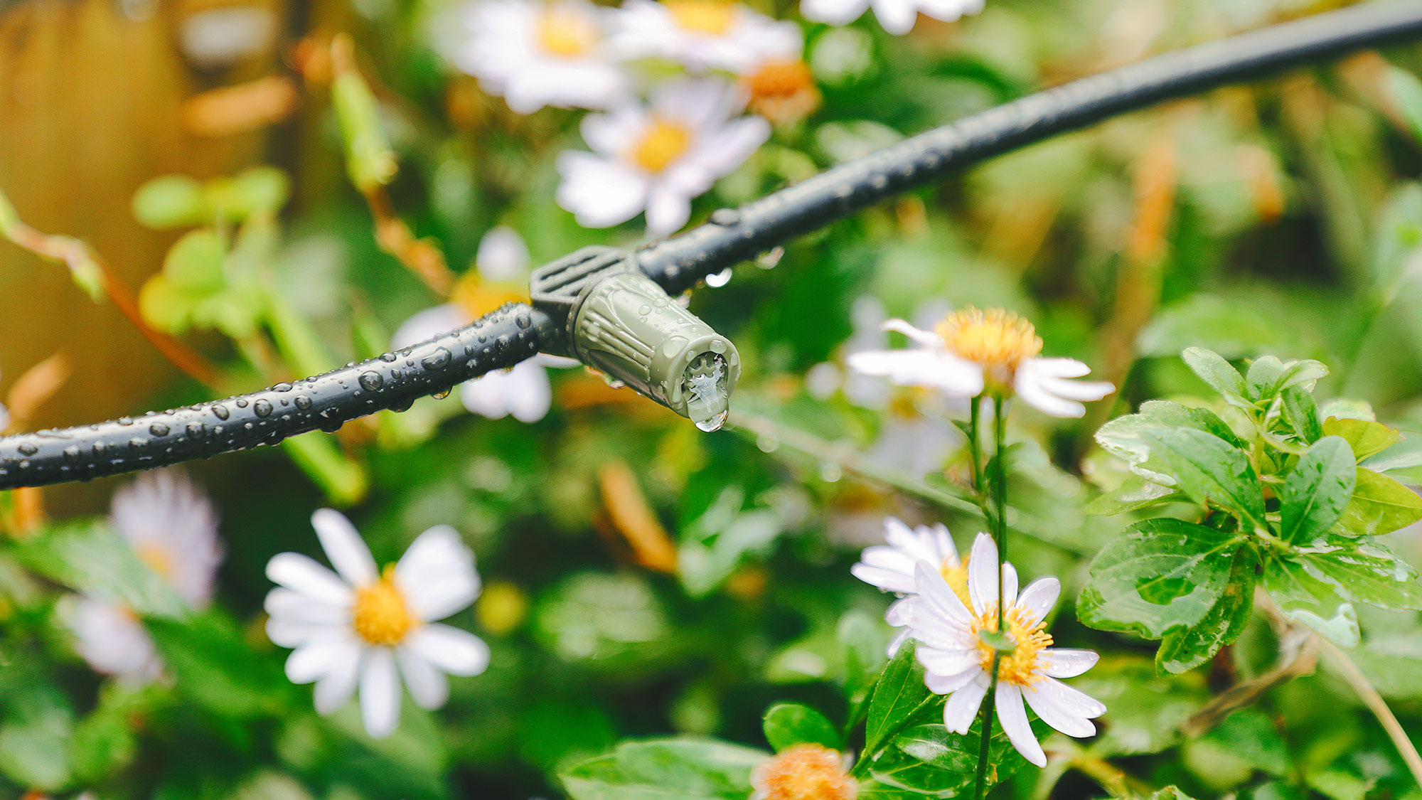 drip irrigation system watering white flowers with yellow centres in a garden bed