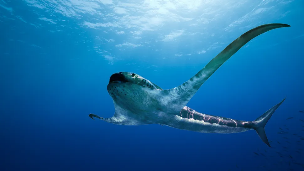 93 milyon yıl önce, şimdiki Meksika'nın bir kısmını kaplayan eski bir deniz yolunda yaşamış, yeni tanımlanan kartal köpekbalığının bir örneği.