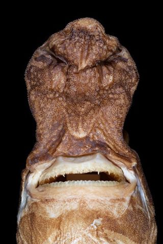 There is almost no light in the deep sea, so Etmopterus lailae uses its impressive nose to sniff out prey.