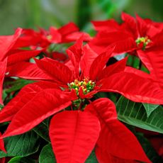 Bright red poinsettia bracts