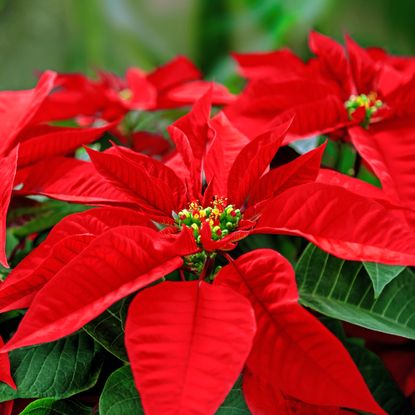 Bright red poinsettia bracts