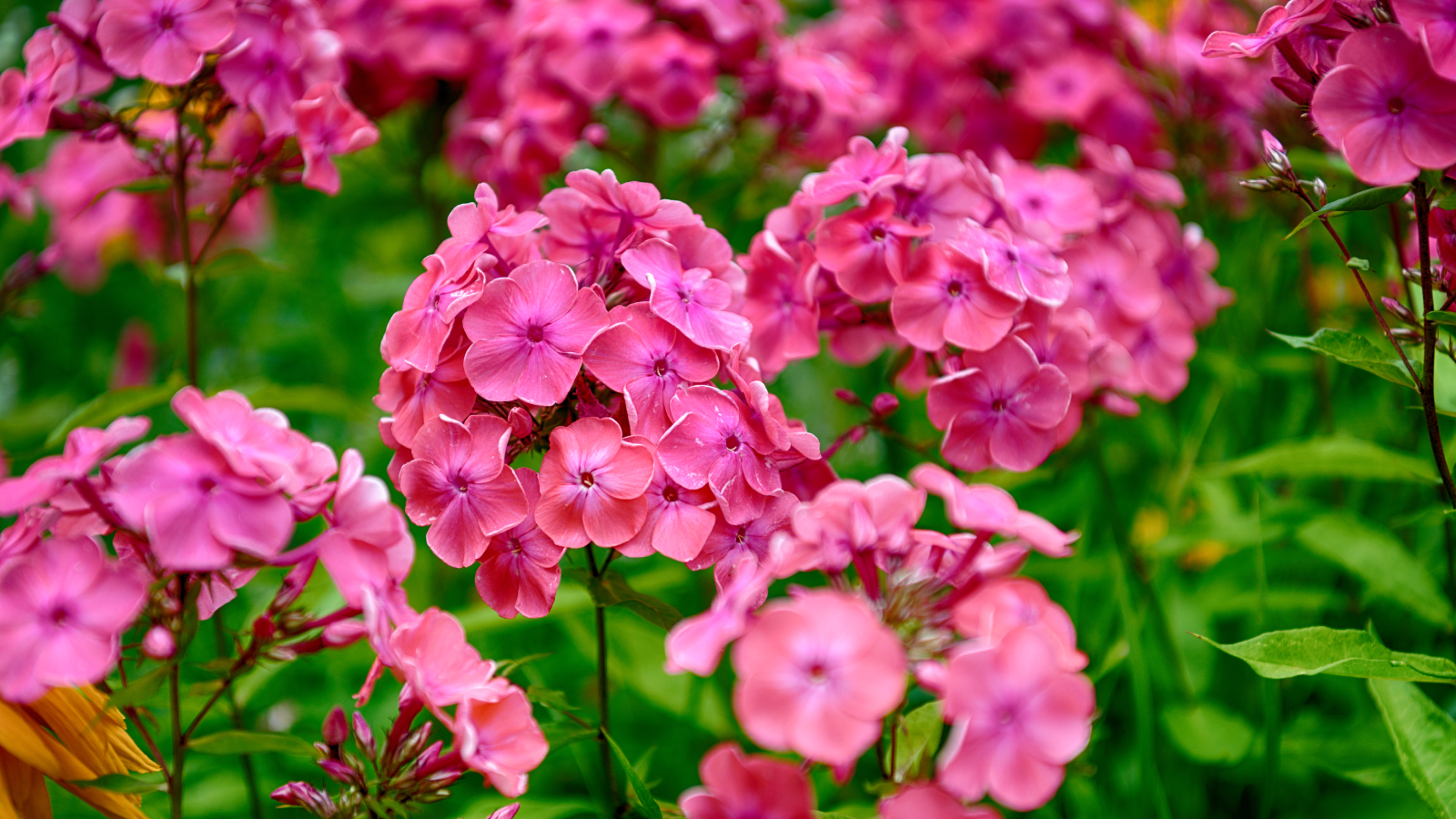 Pink garden phlox