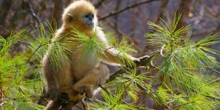 A golden snub-nose monkey in Born In China