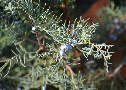 Mountain Cedar Tree