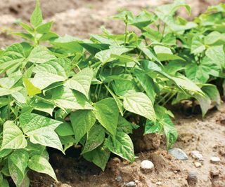 soybeans plants growing in vegetable border in summer