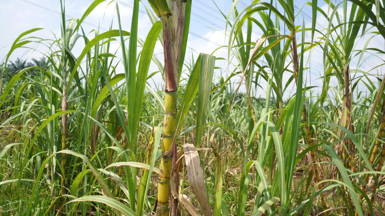 field of sugarcane plants