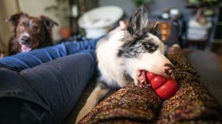 Dog on couch chewing toy