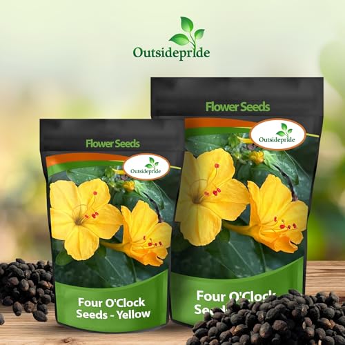 Outsidepride Yellow Four O&#039;clock Flower Seeds - 1/4 Lb Perennial Fragrant, Trumpet-Shaped Blooms, Deer-Proof &amp;amp; Easy to Grow, for Pollinator &amp;amp; Evening Gardens, Containers, Hedges, or Borders