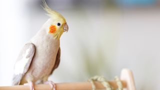 Cockatiel