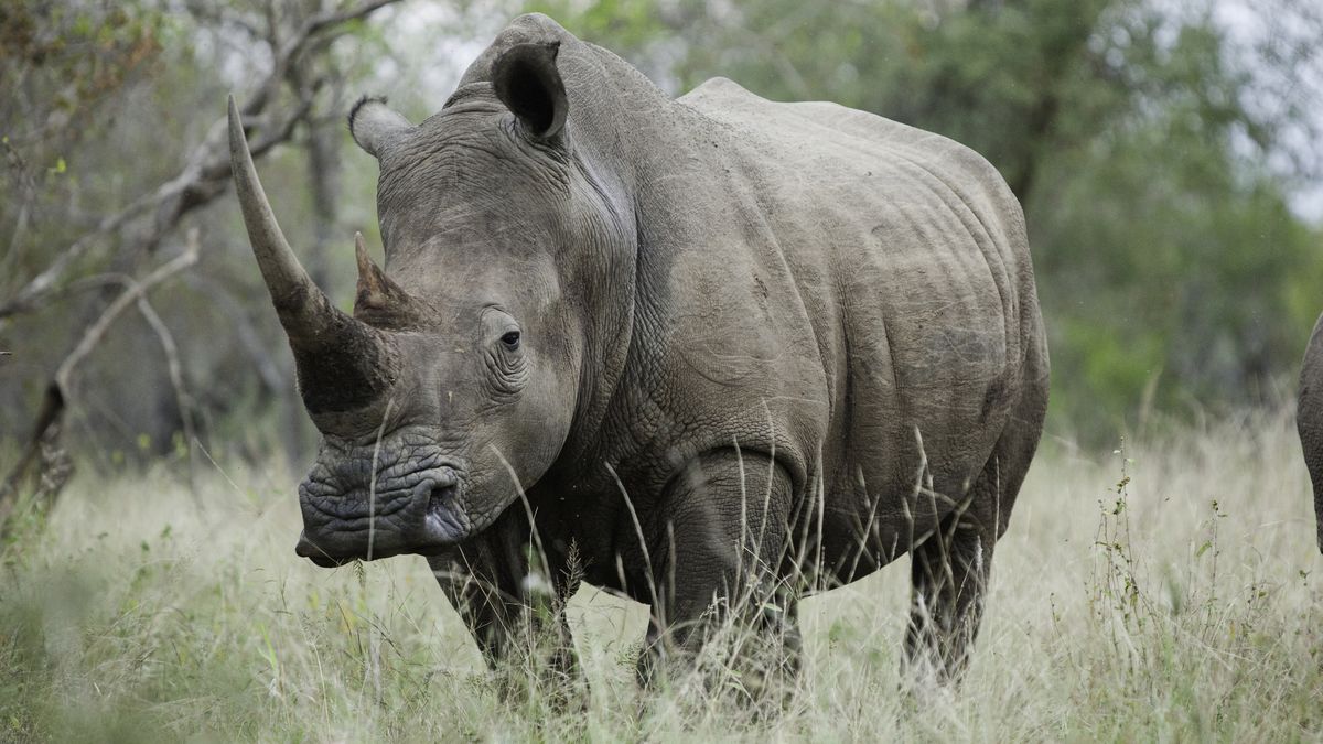 White Rhinoceros with large horn