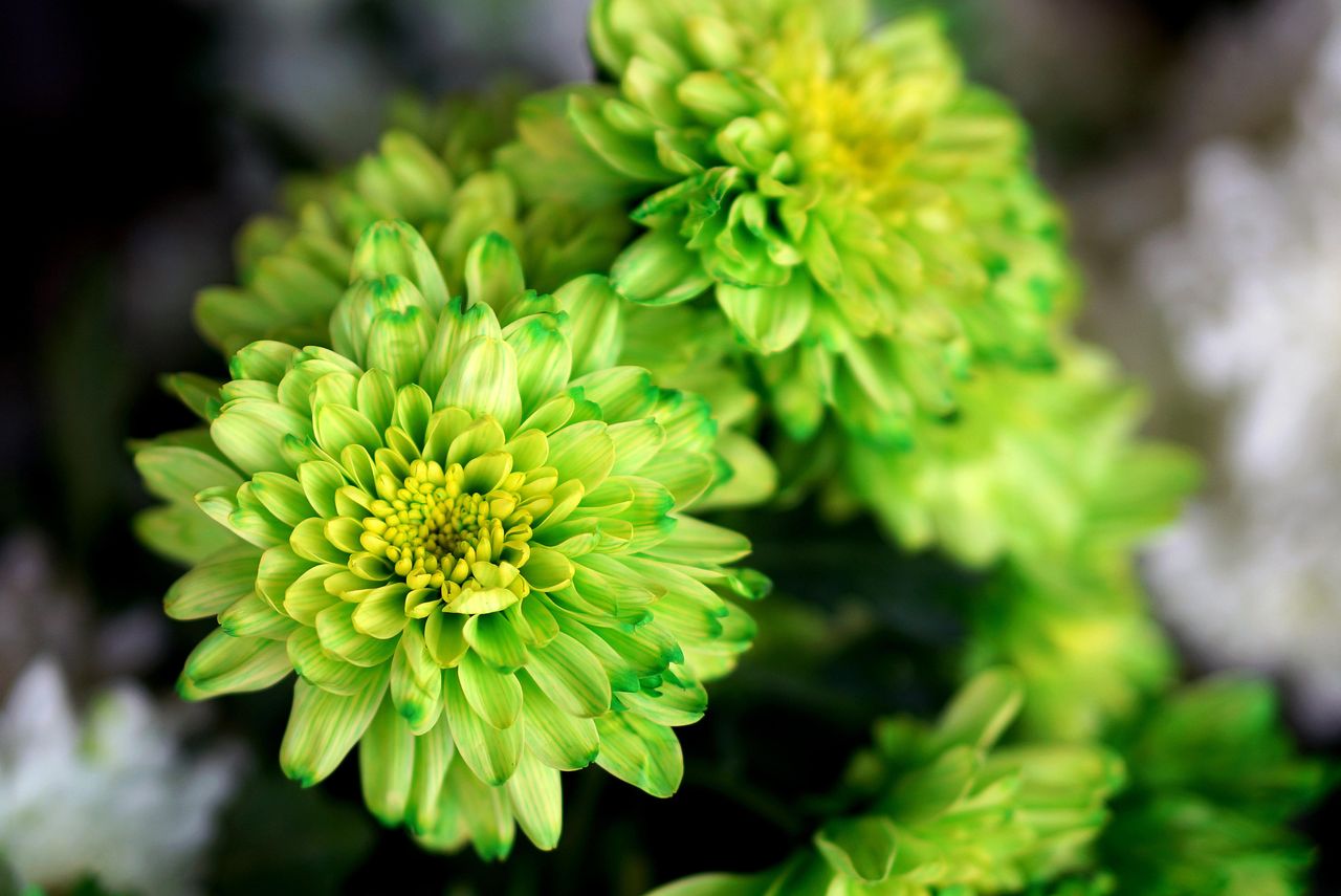 How to grow chrysanthemums expert tips on growing these garden classics Gardeningetc