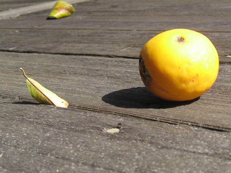 Fallen Leaves And Lemon