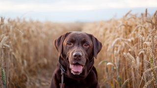 Chocolate Labrador in a wheat field
