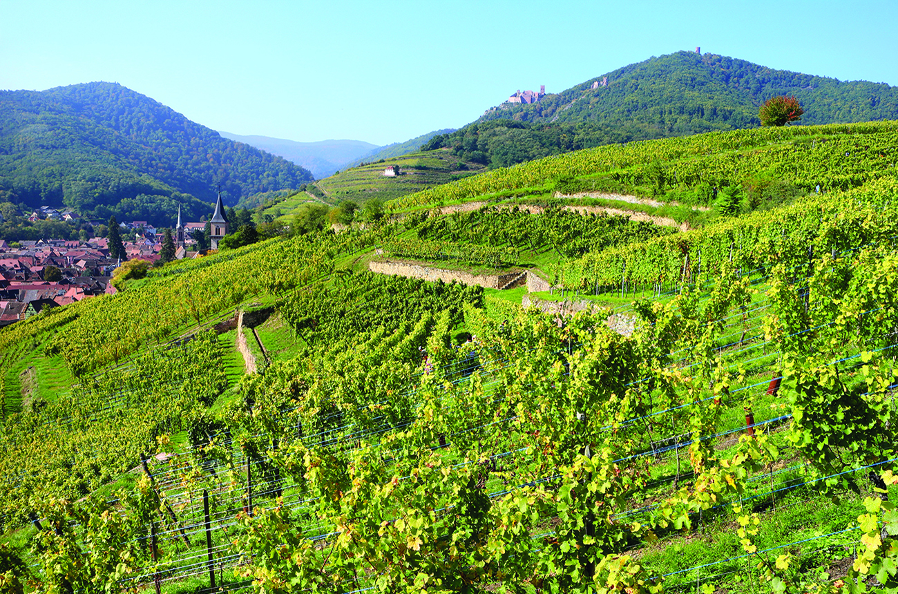 Trimbach vineyards Alsace