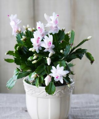 Christmas cactus with white flowers in white pot