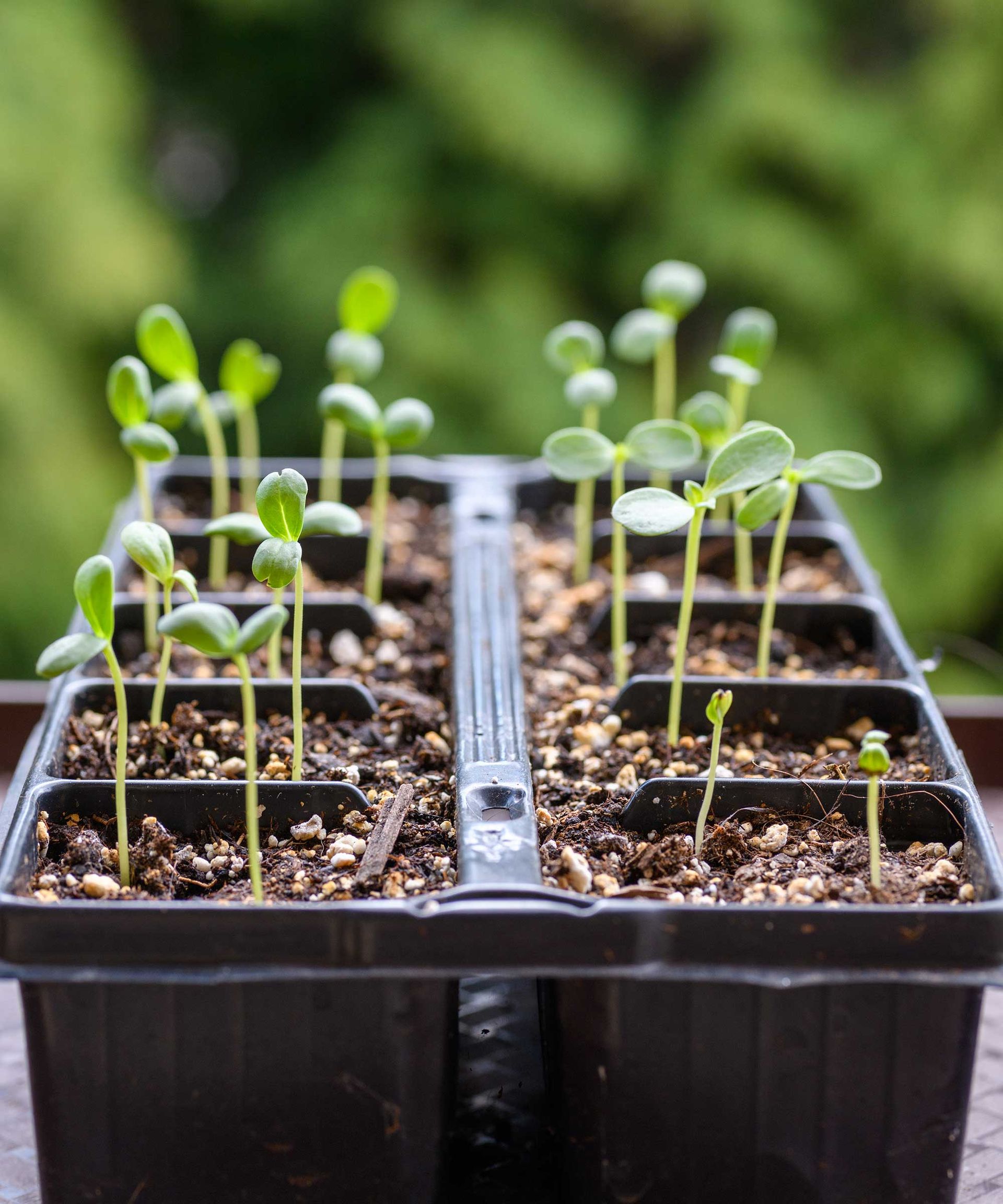 'Why are my seedlings leggy?' gardening experts provide practical