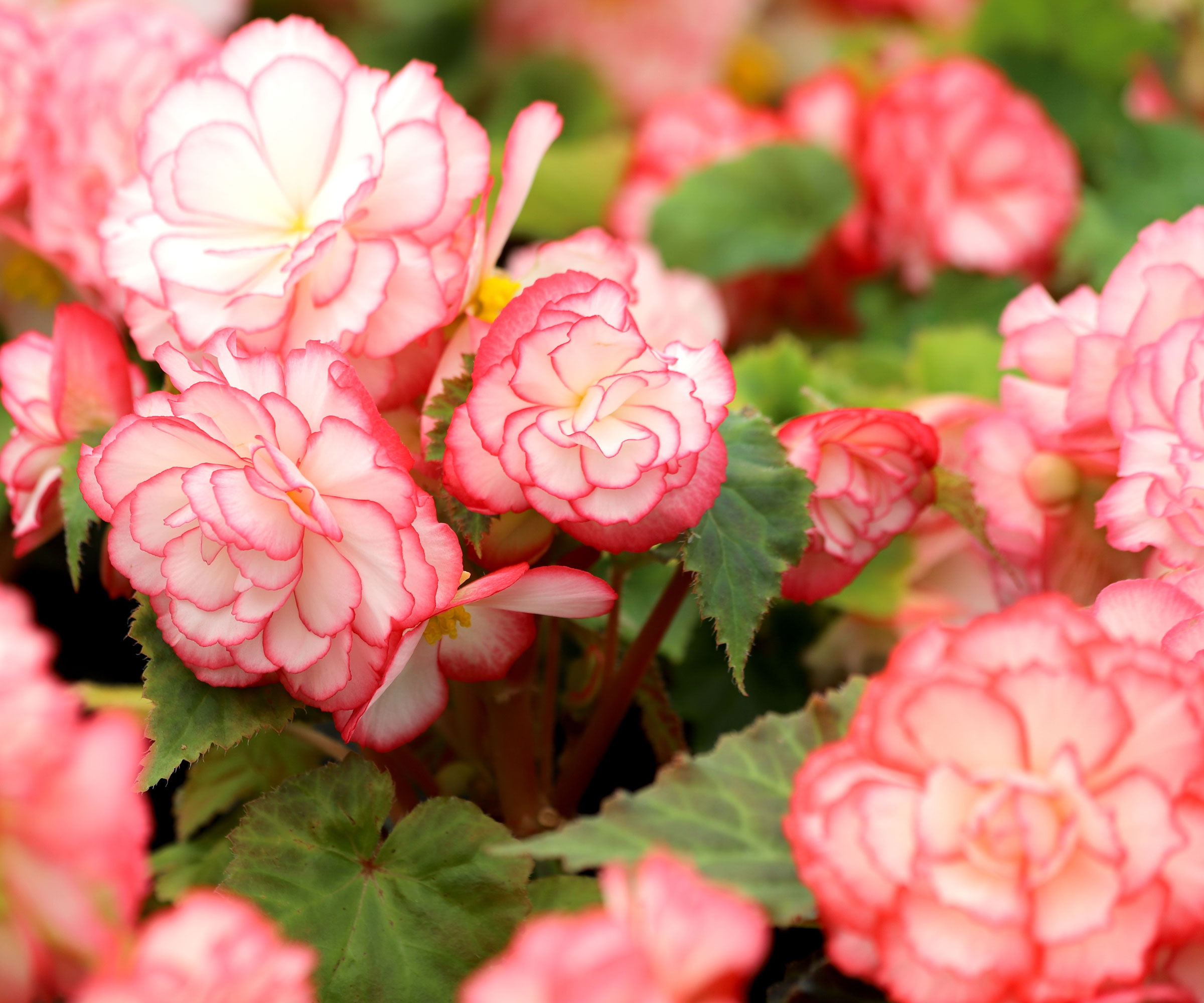 tuberous begonia with pink and white flowers
