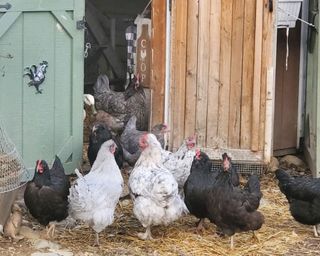 chickens of different breeds, black and white, outside hen house of Lisa Steele from Fresh Eggs Daily