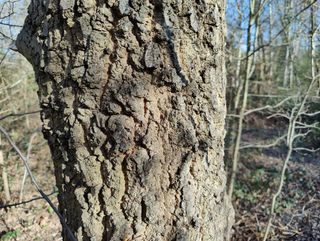 OnePlus 9 Pro camera samples