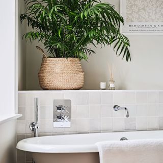 bathroom plant on shelf above bathtub and tiling