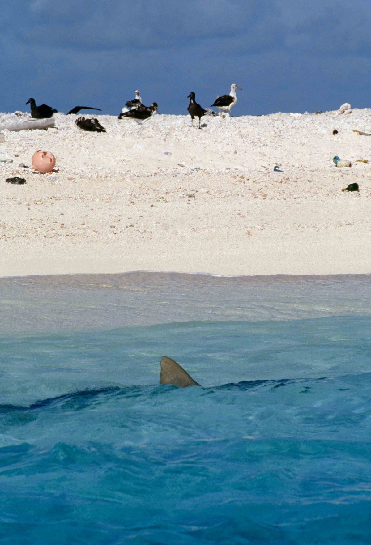 Discovery, Nat Geo Wild Jump the Shark With Summer Stunts | Next TV