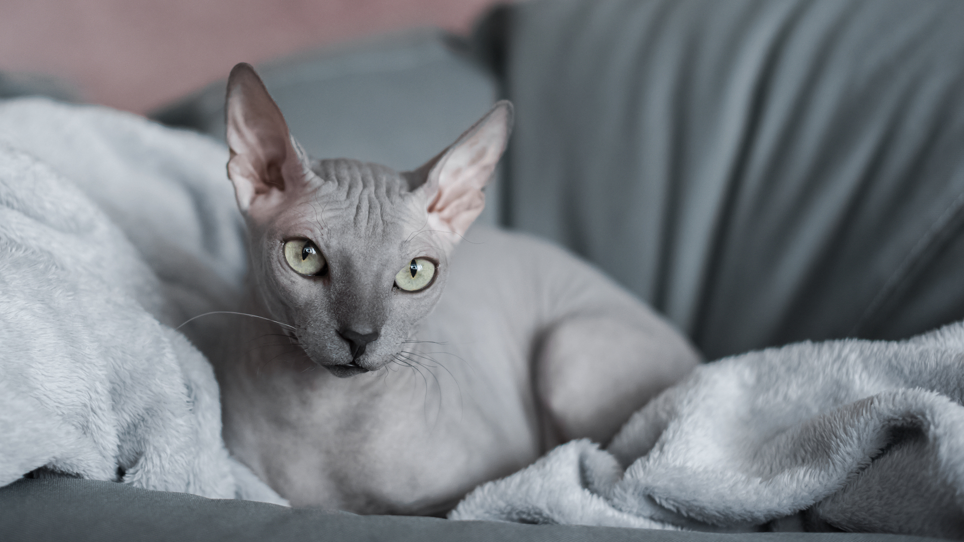 A gray sphynx cat sits on a gray couch