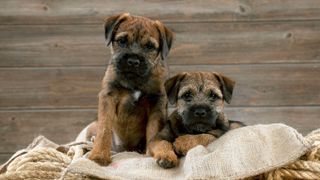 Two Border Terrier puppies