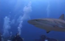 A Caribbean reef shark with divers off Honduras. Some sharks tend to approach humans from behind, new research shows. 