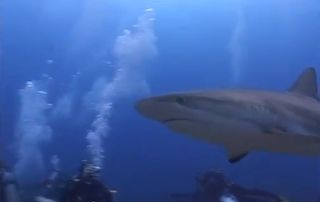 A Caribbean reef shark with divers off Honduras. Some sharks tend to approach humans from behind, new research shows. 