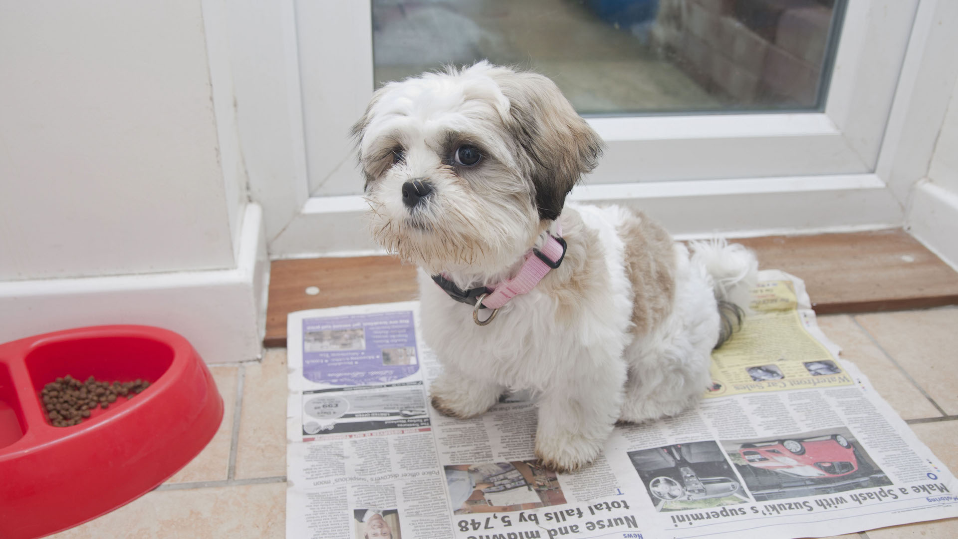 Dog on newspaper to prevent toilet mess