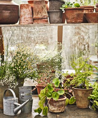 Shelves in a greenhouse with terracotta and metal pots, plants and watering can.
