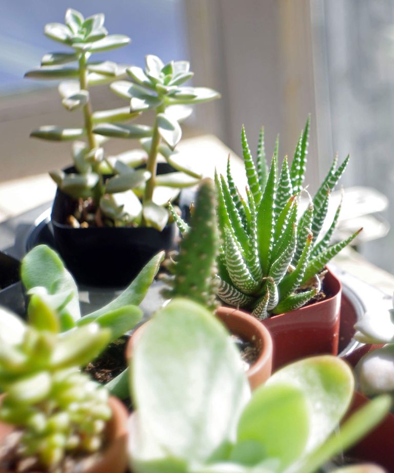 Best indoor plants for direct sunlight: 7 top choices | Homes & Gardens