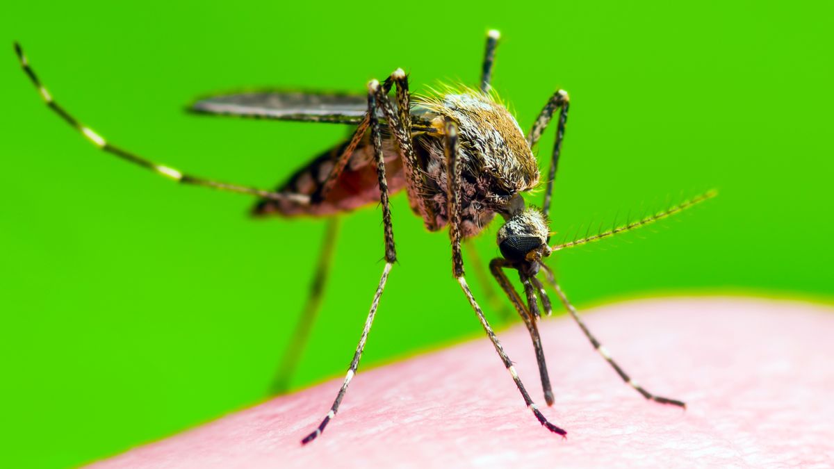 Scientists Say Catnip Repels Mosquitoes as Effectively as DEET, so I Made My Own Plant-Based Spray