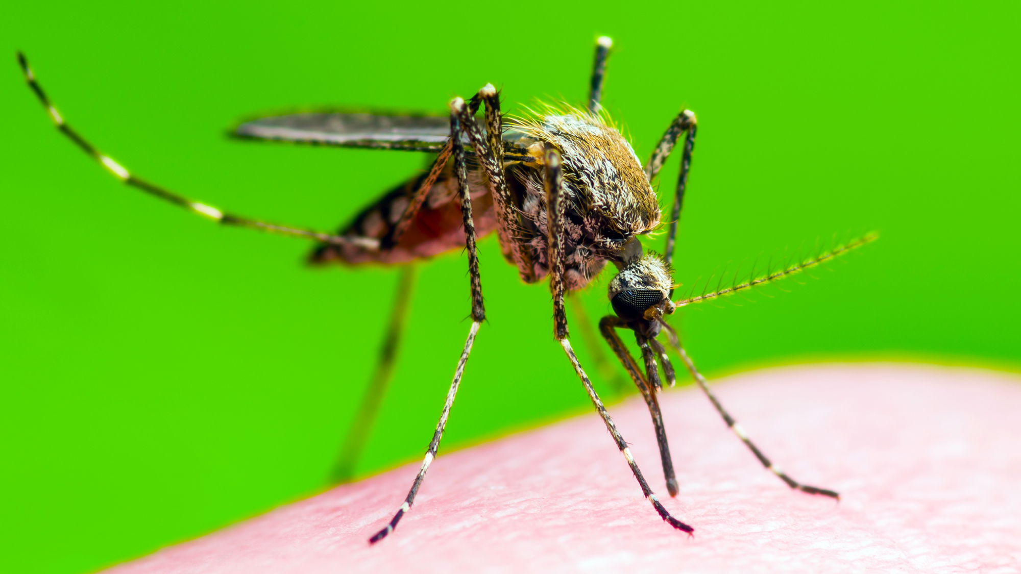 Encephalitis, Yellow Fever, Malaria Disease or Zika Virus Infected Culex Mosquito Parasite Insect Macro on Green Background