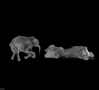 Khroma and Lyuba the baby mammoths get CT scanned.