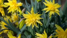 ‘Rip van Winkle’ daffodil flowers