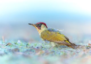 A Green Woodpecker capture on a frosty floor